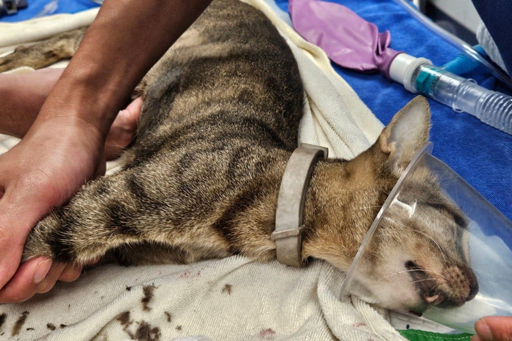 The injured cat, which later died, was found on Kam Tin Road in the Shek Kong area of Yuen Long, police said. Photo: Handout