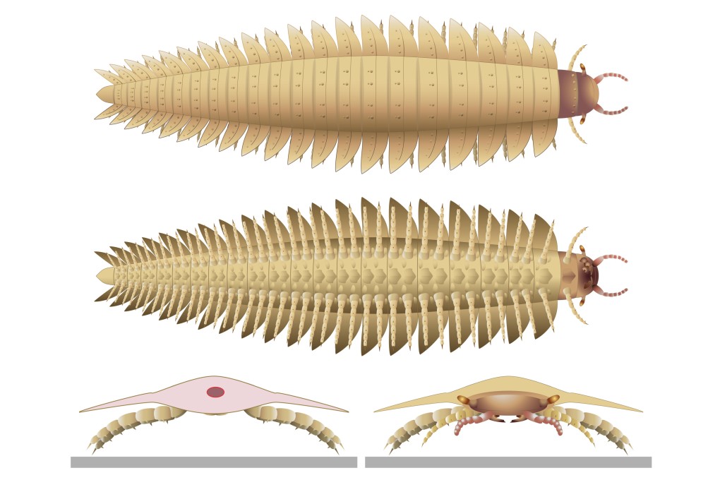 This illustration provided by researchers depicts a juvenile Arthropleura insect reconstructed using fossils discovered in Montceau-les-Mines, France. Image: Mickaël Lhéritier/Jean Vannier/Alexandra Giupponi via AP