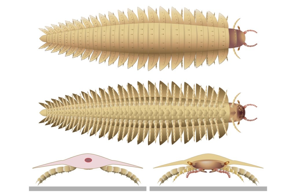 This illustration provided by researchers depicts a juvenile Arthropleura insect reconstructed using fossils discovered in Montceau-les-Mines, France. Image: Mickaël Lhéritier/Jean Vannier/Alexandra Giupponi via AP