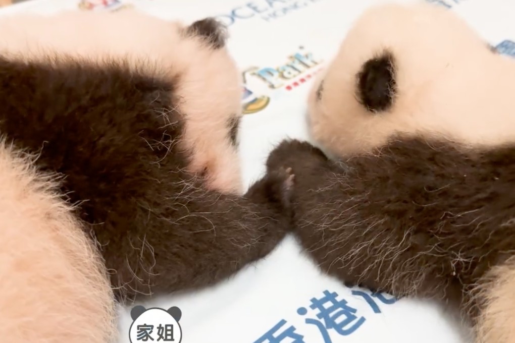 Elder Sister (left) and Little Brother. Photo: Ocean Park