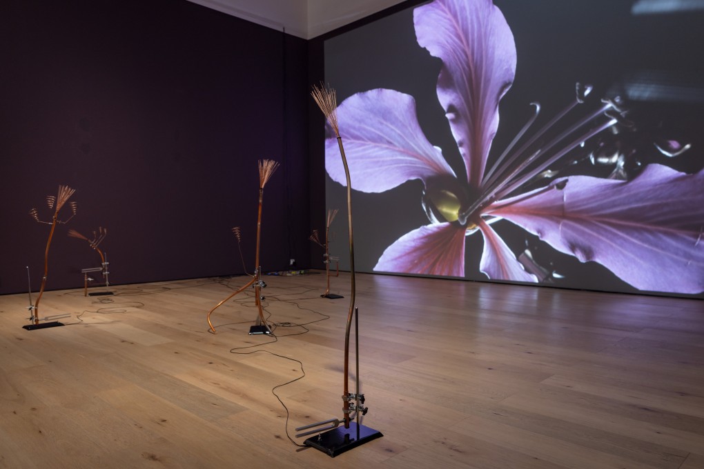 A partial view of video installation Elegy of Resonance by Shawn Pakhin Tang, an artist who divides his time between Germany and Hong Kong, at Mangrove Gallery in Shenzhen. Photo: Mangrove Gallery