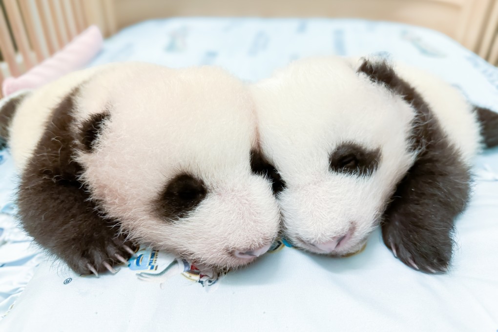 “Little Brother” (left) and and “Elder Sister” snuggle up in a cot. Photo: Ocean Park