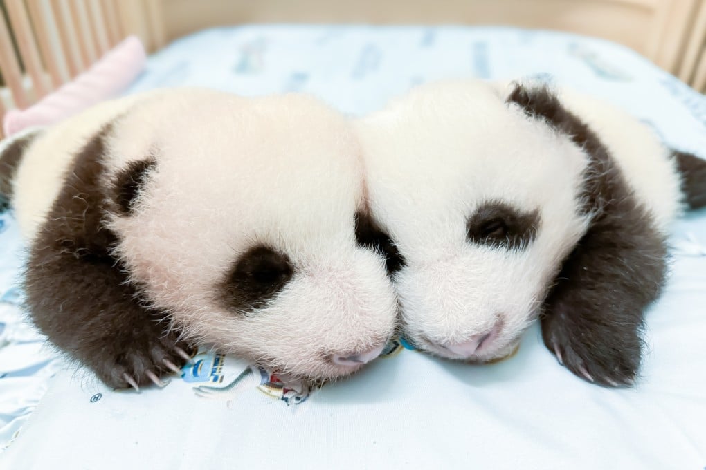 “Little Brother” (left) and and “Elder Sister” snuggle up in a cot. Photo: Ocean Park