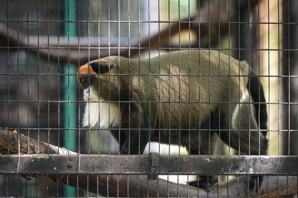 A De Brazza’s monkey was among eight animals found dead at the Hong Kong Zoological and Botanical Gardens on Sunday. Photo: Sam Tsang