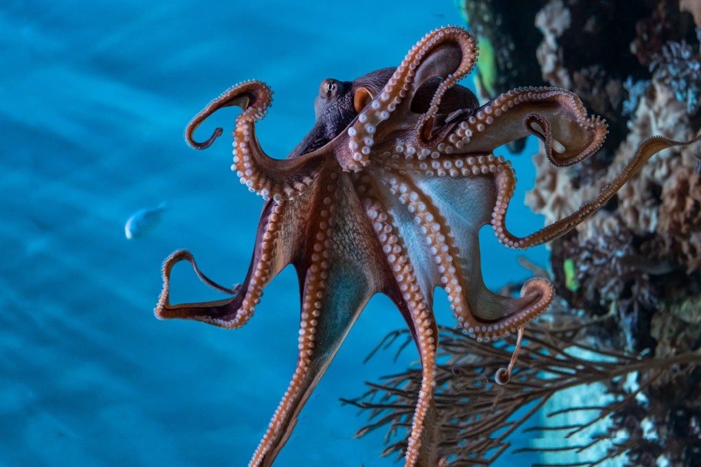 Octopuses are intelligent and solitary creatures and governments need to stop funding cruel octopus farms, says Compassion in World Farming. Photo: Shutterstock