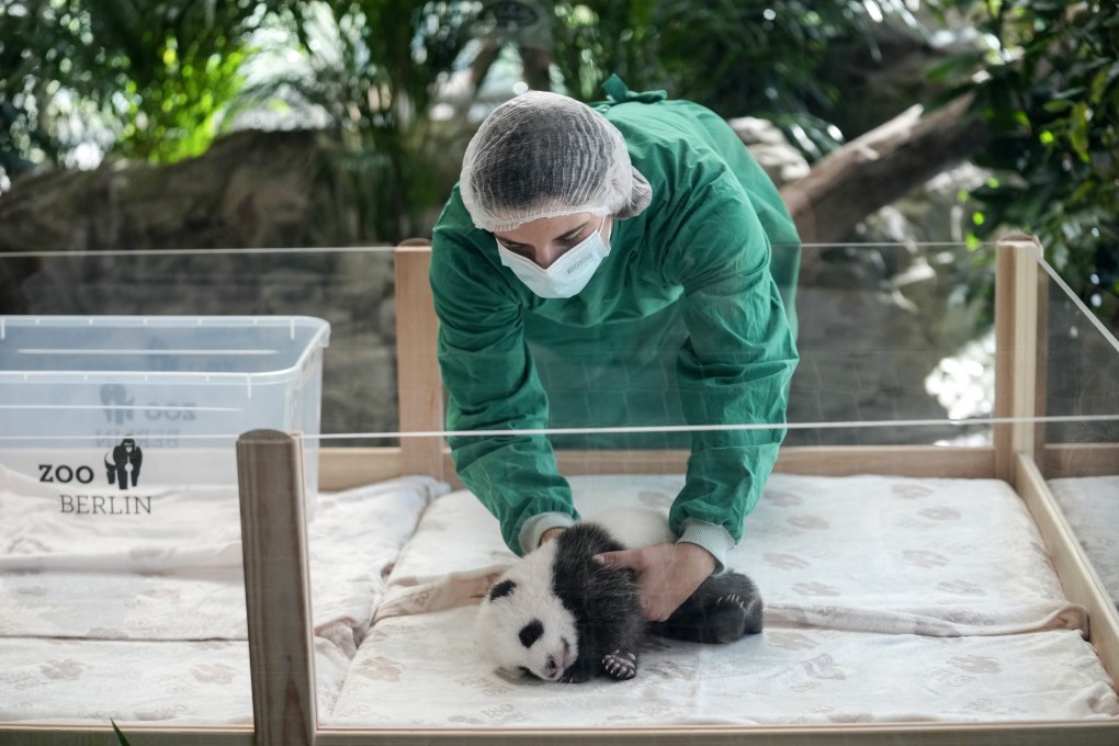 One of the newly born twin panda bear cubs is presented to the media at the Berlin zoo. Photo: AP