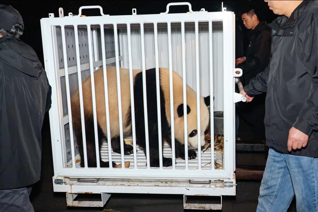Male panda Bao Li prepares to make the journey from China’s Sichuan province to his new home in Washington’s National Zoo on Monday. Photo: China’s National Forestry and Grassland Administration via AP