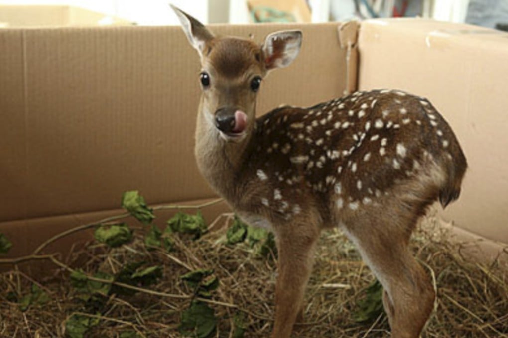 Taiwan is looking to sika deer to act as peace envoys. Photo: Chinanews.com