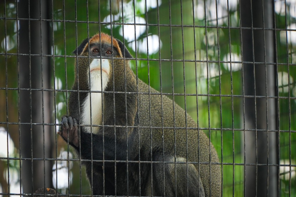 A De Brazza’s monkey at the Hong Kong Zoological and Botanical Gardens in Central. Photo: Sam Tsang