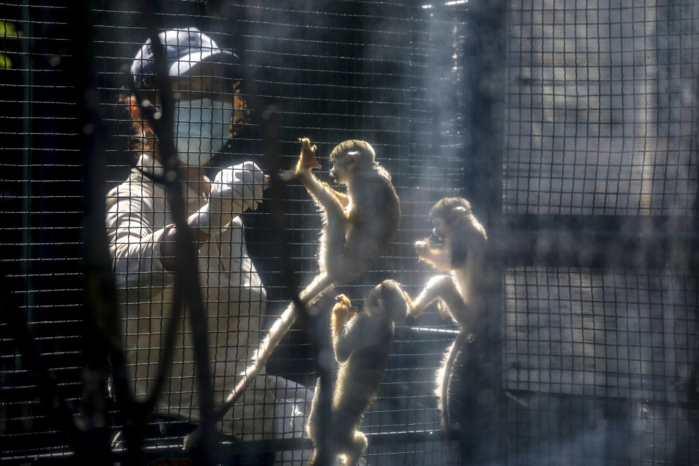 A staff member feeds common squirrel monkeys at the Hong Kong Zoological and Botanical Gardens in Central. Photo: Xiaomei Chen