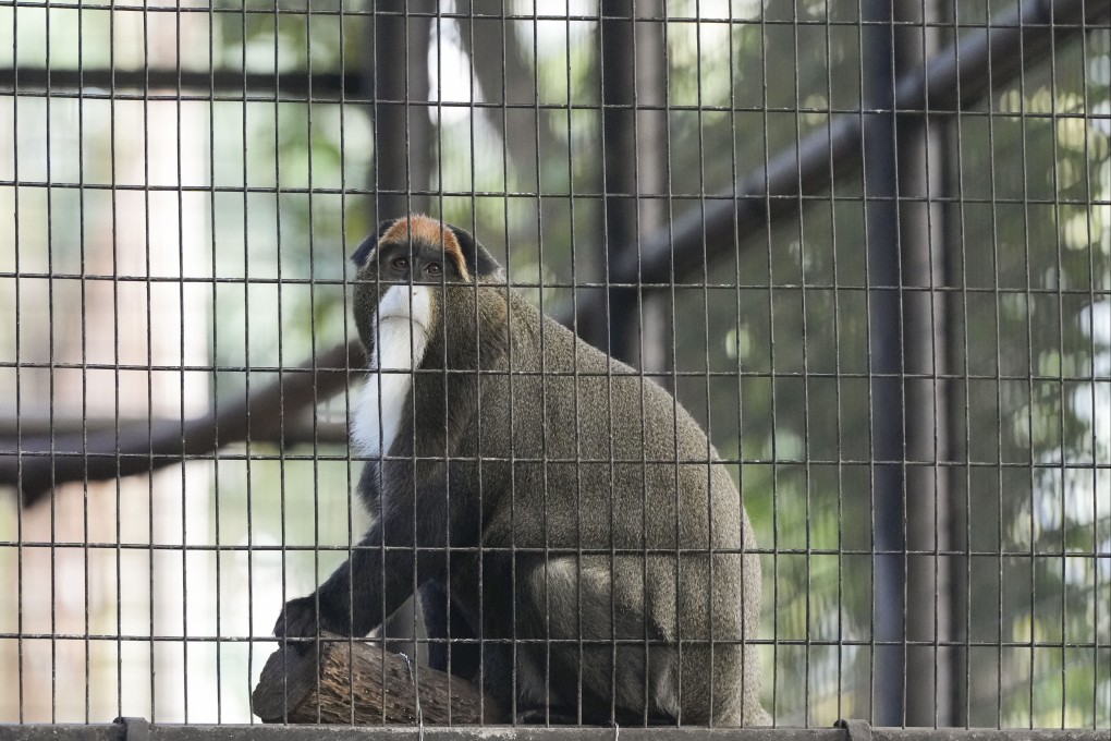 A De Brazza’s monkey at the Hong Kong Zoological and Botanical Gardens in Central. Photo: Sam Tsang