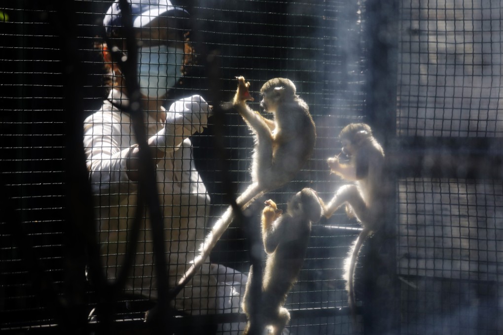 A staff member feeds common squirrel monkeys at the Hong Kong Zoological and Botanical Gardens in Central. Photo: Xiaomei Chen