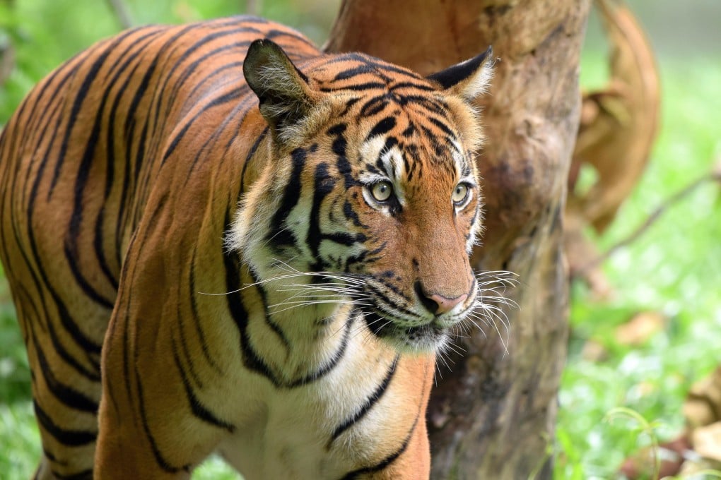 A Malayan Tiger. Photo: WWF-Malaysia