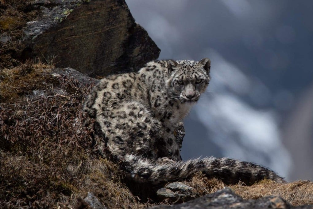 A snow leopard seen in the high-altitude region of Nepal. Photo: Sanjog Rai, courtesy of WWF Nepal