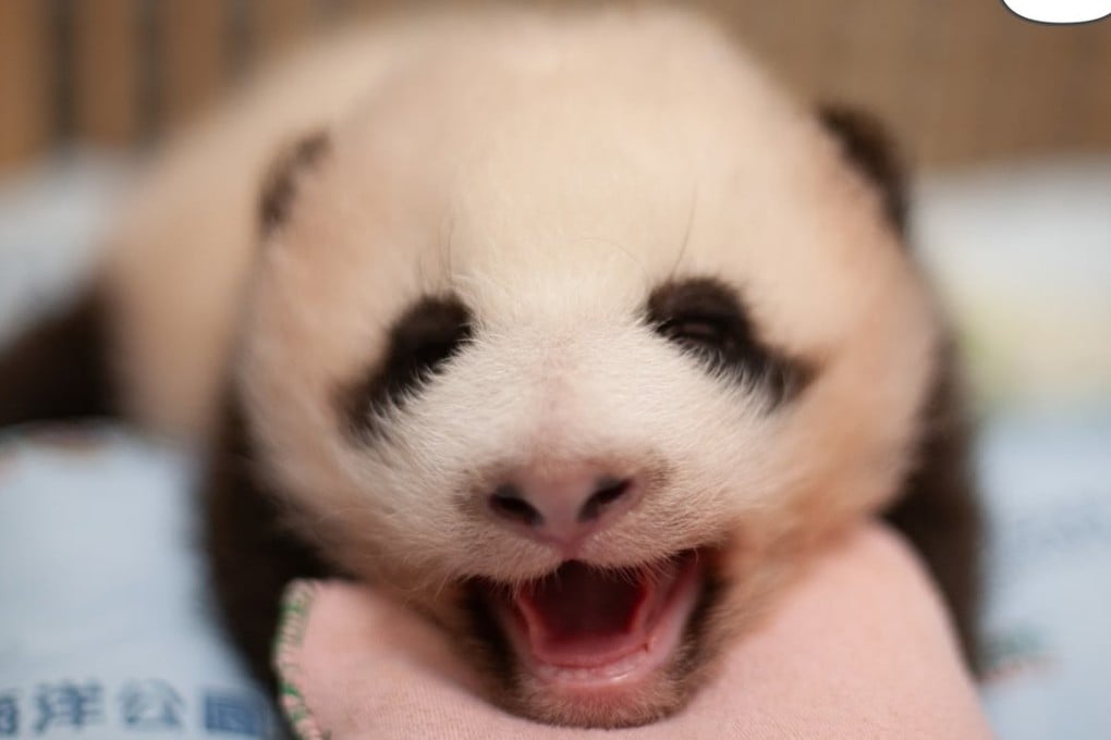 ‘Big Sister’ has black patches around her eyes that look like eyeliner, says zookeeper Elke Wu. Photo: Ocean Park