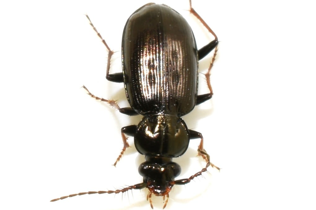 This tiny Loricera beetle has remained virtually unchanged for at least 100 million years, according to a Chinese-led study. Photo: Shutterstock