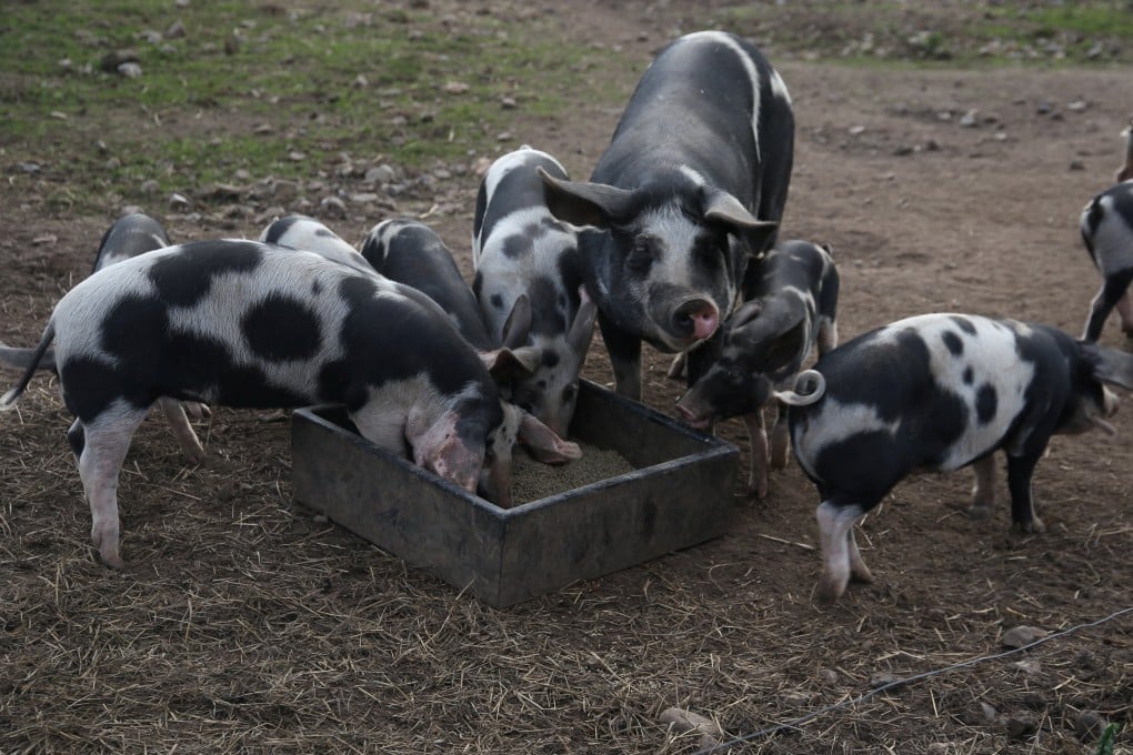 Scientists have come up with an AI algorithm that can decode the sounds that pigs make to better understand their emotions. Photo: Reuters