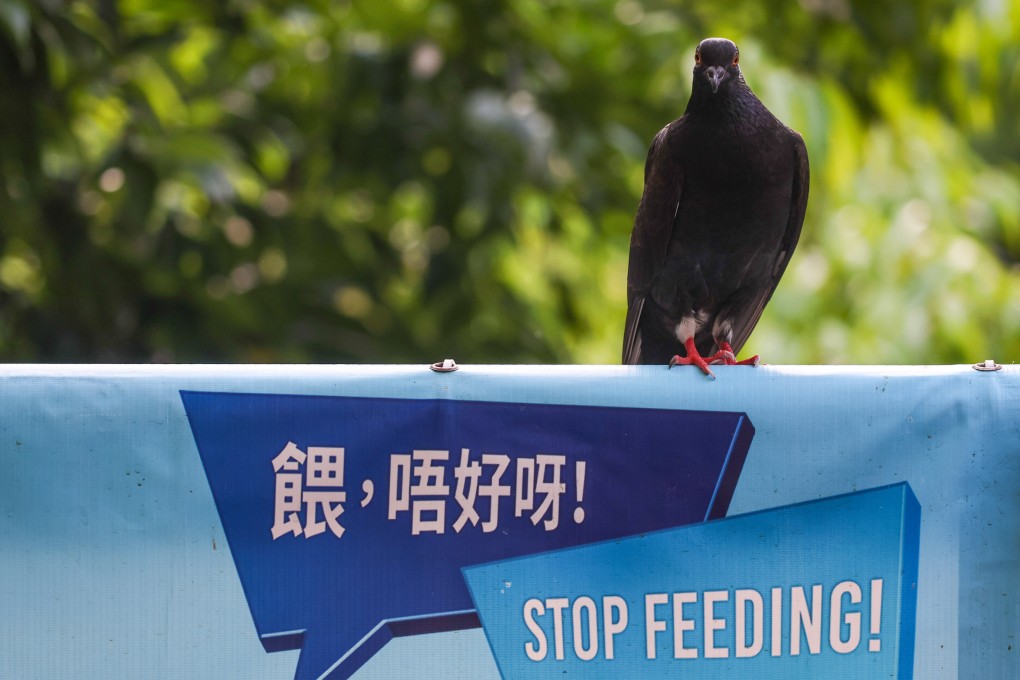 In Hong Kong, it is illegal to hunt, wilfully disturb, sell, export or possess any protected wild animals. Photo: Edmond So