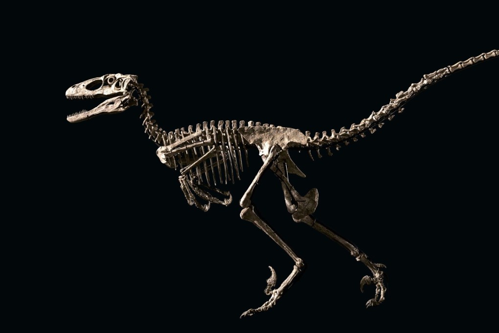 “Hector” the Deinonychus is a dinosaur fossil that was sold in 2022 by Christie’s auction house for US$12.4 million. The skeleton is currently on display in a permanent exhibition at the Hong Kong Science Museum. Photo: Christie’s