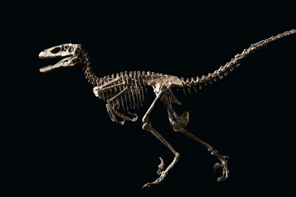 “Hector” the Deinonychus is a dinosaur fossil that was sold in 2022 by Christie’s auction house for US$12.4 million. The skeleton is currently on display in a permanent exhibition at the Hong Kong Science Museum. Photo: Christie’s