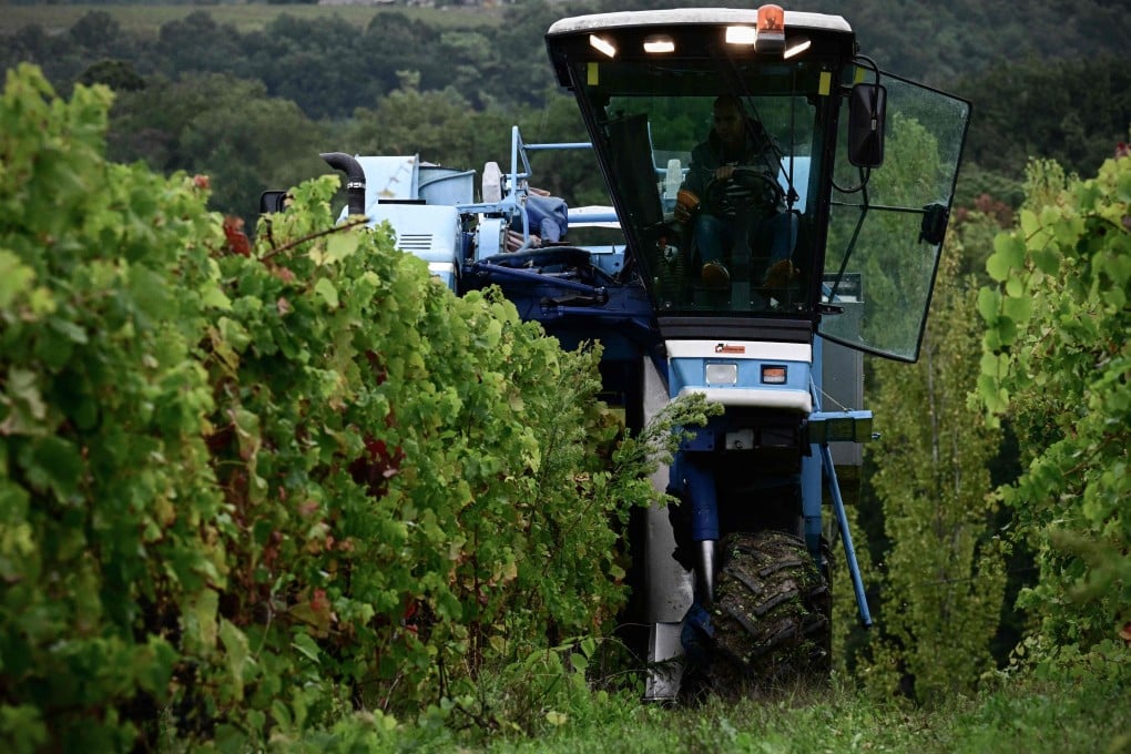 Harvest time at the Chateau des Chapelains winery, owned by Zhang Rong, in Saint-Andre-et-Appelles, France. Zhang is among a minority of Chinese investors in Bordeaux wine estates who is not selling up or looking to sell. Photo: AFP