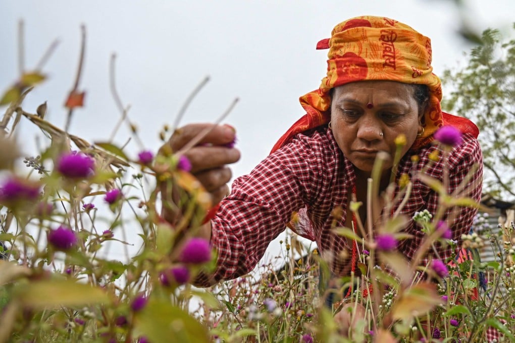 A farmer harvests globe amaranth flowers to make garlands ahead of the upcoming Tihar festival in Gundu village of Bhaktapur district on the outskirts of Kathmandu. Photo: AFP