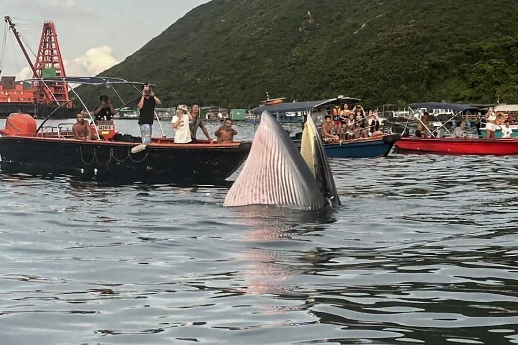 Residents turn out in boats to catch a glimpse of a whale in Sai Kung. Photo: Handout