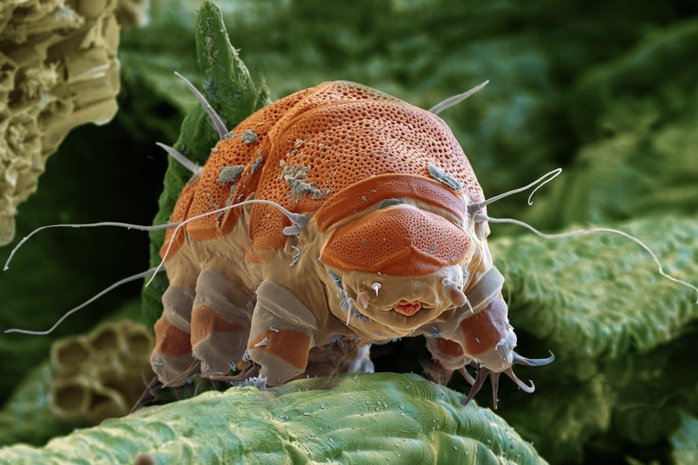 A water bear, or tardigrade, measures around 1mm long but fascinates scientists with its radiation-resisting abilities. Photo: Shutterstock
