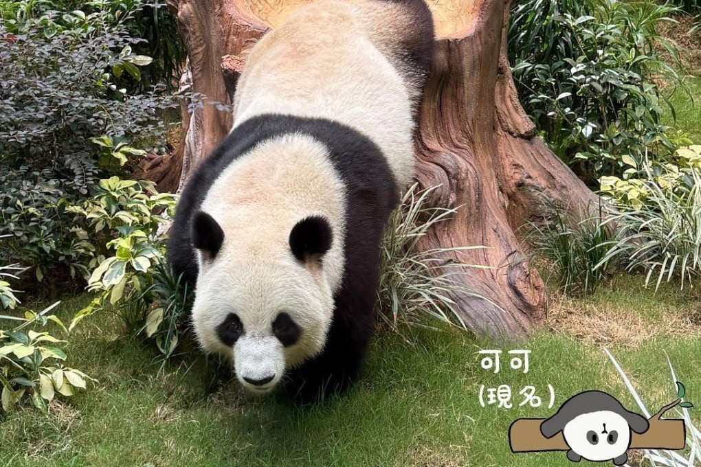 Ke Ke, one of the two adult giant pandas gifted to the city by Beijing. Photo: Instagram.