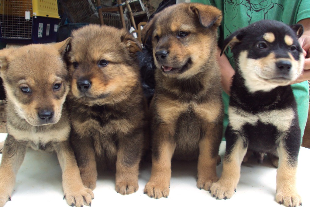 No local cases of rabies have been recorded in Hong Kong since 1987, thanks to the city’s strict quarantine regimes for pet cats and dogs. Photo: Handout