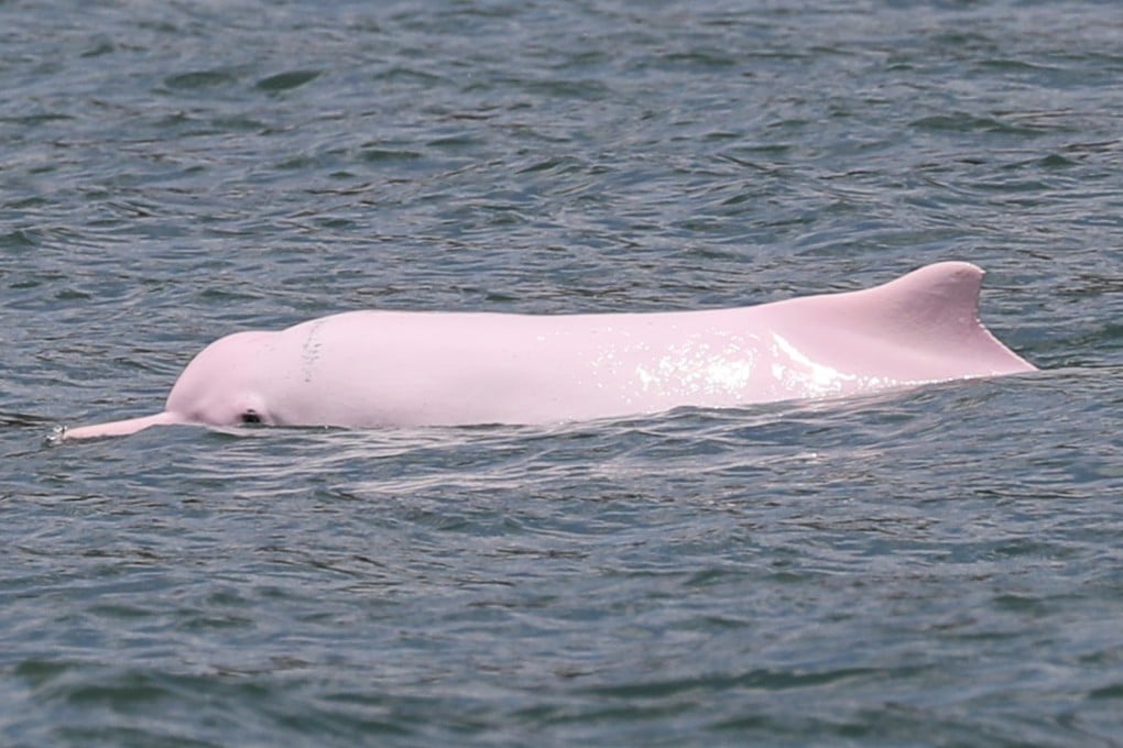 A Chinese white dolphin seen at South Lantau Marine Park in June 2021. Photo: Sam Tsang