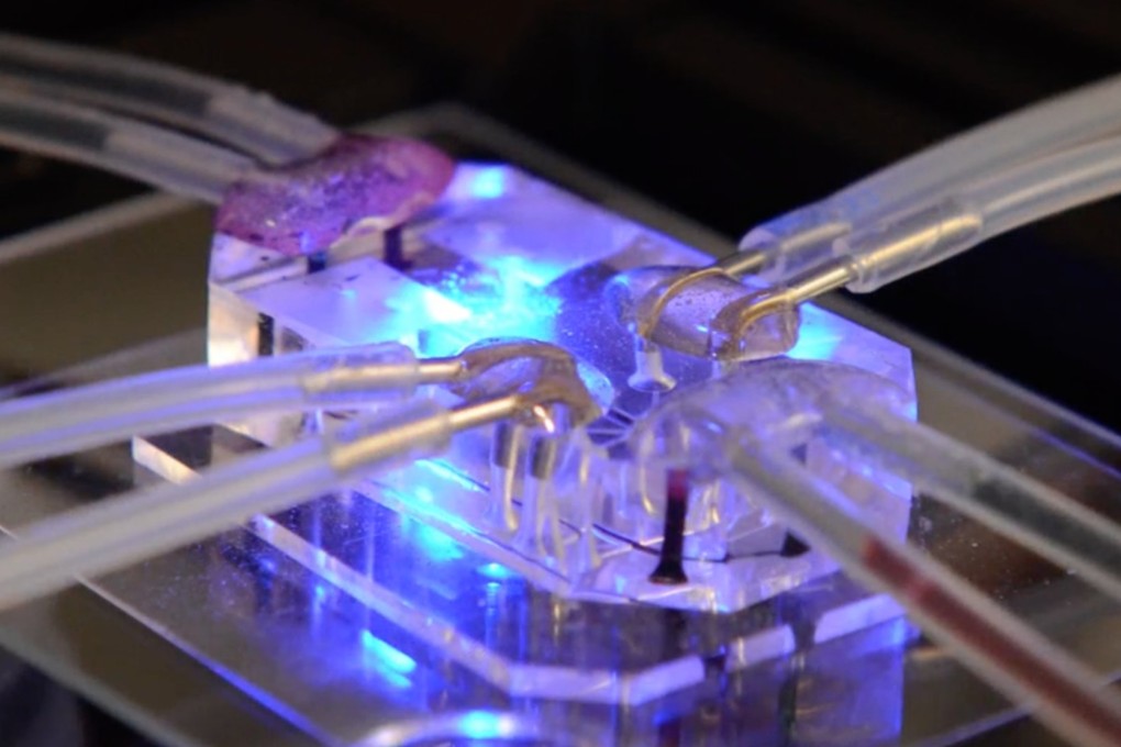 The chips are designed to mimic the responses of human organs to certain drugs. Photo: Harvard.edu