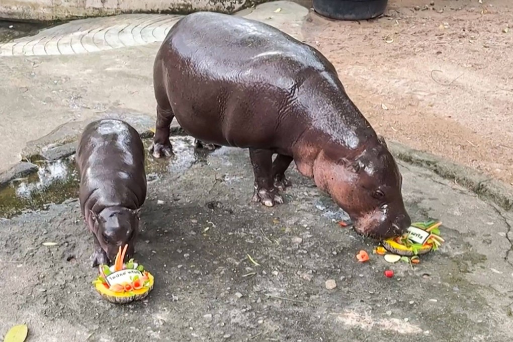 Moo Deng eats a dish of carved fruit with Donald Trump’s name in Thai, with her mother Joana (right) in their enclosure at Khao Kheow Open Zoo in Chon Bburi province. Photo: Khao Kheow Open Zoo / AFP