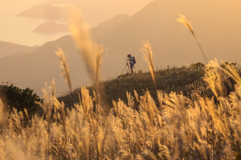 Chinese silver grass at Lantau Island’ Sunset Peak on November 1, 2023. Photo: Dickson Lee