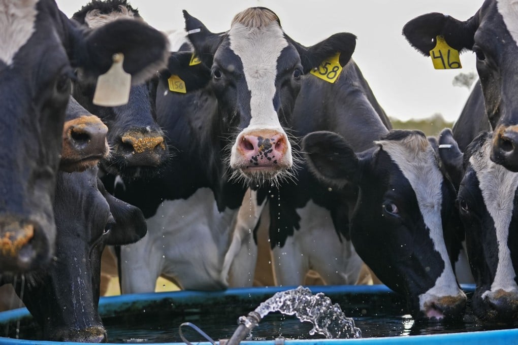 Dairy cows drink from a trough after being milked at a farm in the US. Photo: AP