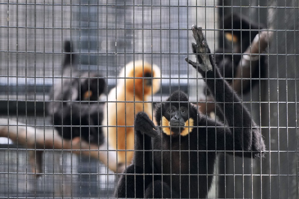 A melioidosis outbreak at the Hong Kong Zoo has killed 10 monkeys. Photo: Sam Tsang