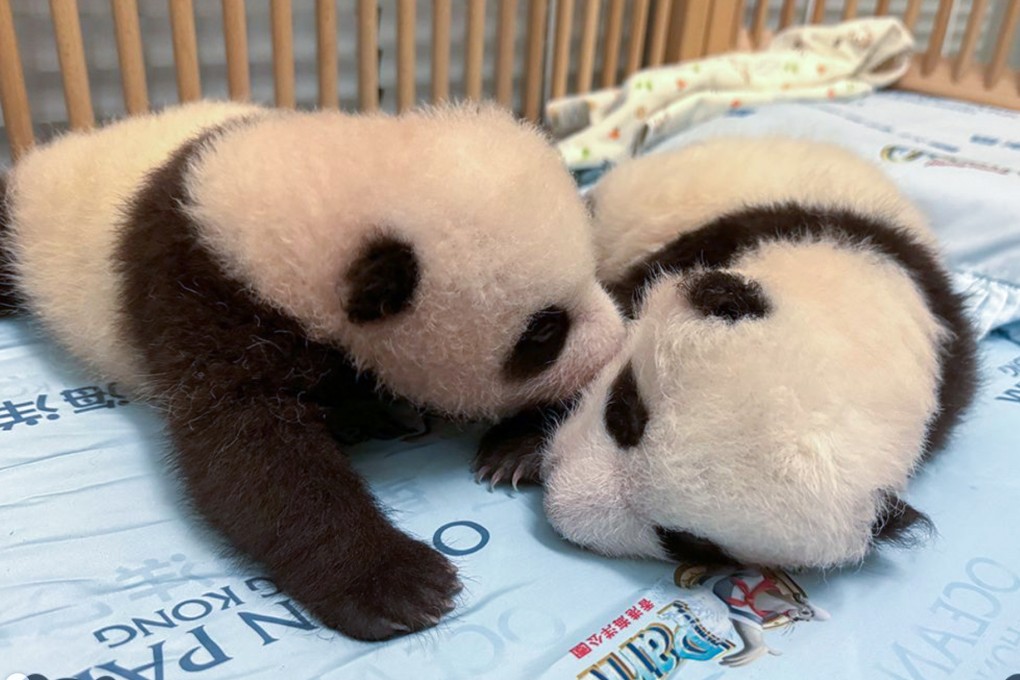 Ocean Park is celebrating the 100th day milestone of its home-grown panda cubs. Photo: Handout