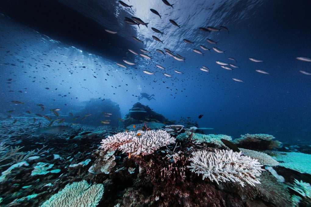 A sample of Ipah Uid Lynn’s underwater photography taken off Redang Island, Malaysia. Photo: Ipah Uid Lynn