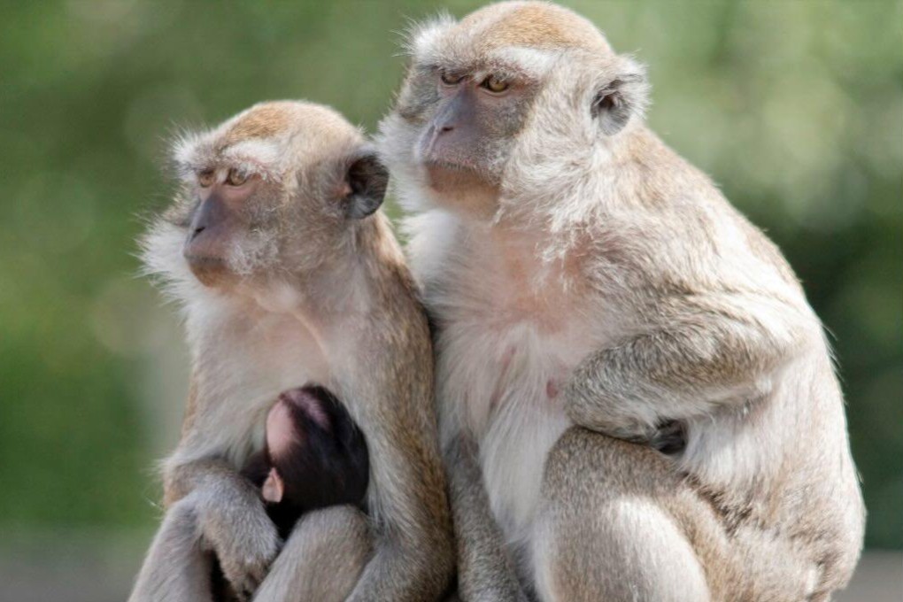 The rhesus macaques were described as ‘skittish’ by police in Yemassee, South Carolina. Photo: Yemassee Police Department.