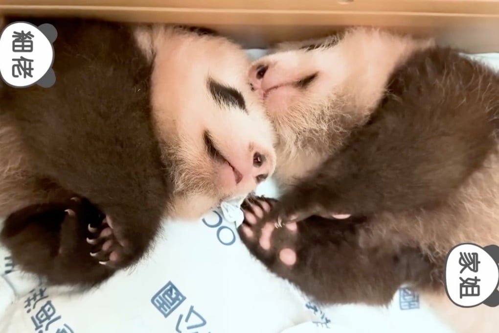 “Younger Brother” (left) and “Elder Sister” will soon turn three months old. Photo: Ocean Park