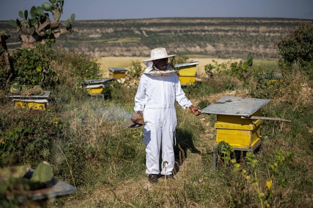 Beekeeper Amanuel Hiluf checks his beehives in Hawidela, Ethiopia. His hives produce white honey, highly prized, but he had to start from scratch after a civil war wrecked his livelihood. Photo: AFP