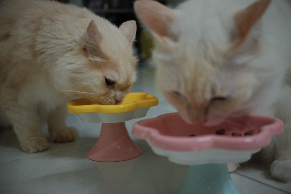 Domestic longhairs belonging to Malaysian cat owner Yana Zulkarnain. Photo: Yana Zulkarnain