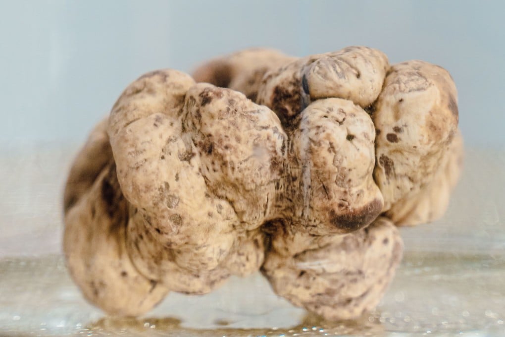 The nearly 908g Alba white truffle that was sold as part of a single-lot package for US$154,000 to a Hong Kong bidder at the 2024 World Alba White Truffle Auction, on November 10. Photo: Castellana