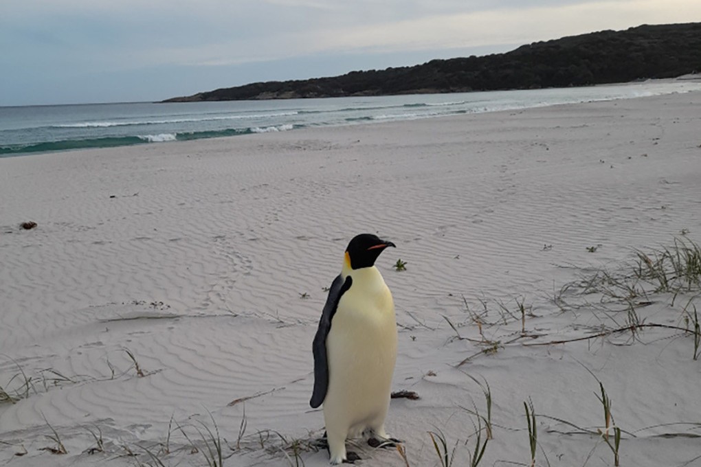 A lost emperor penguin, found on a beach in Western Australia earlier this month, is now being cared for at a rehabilitation centre. Photo: Miles Brotherson and the Department of Biodiversity, Conservation and Attractions / TNS