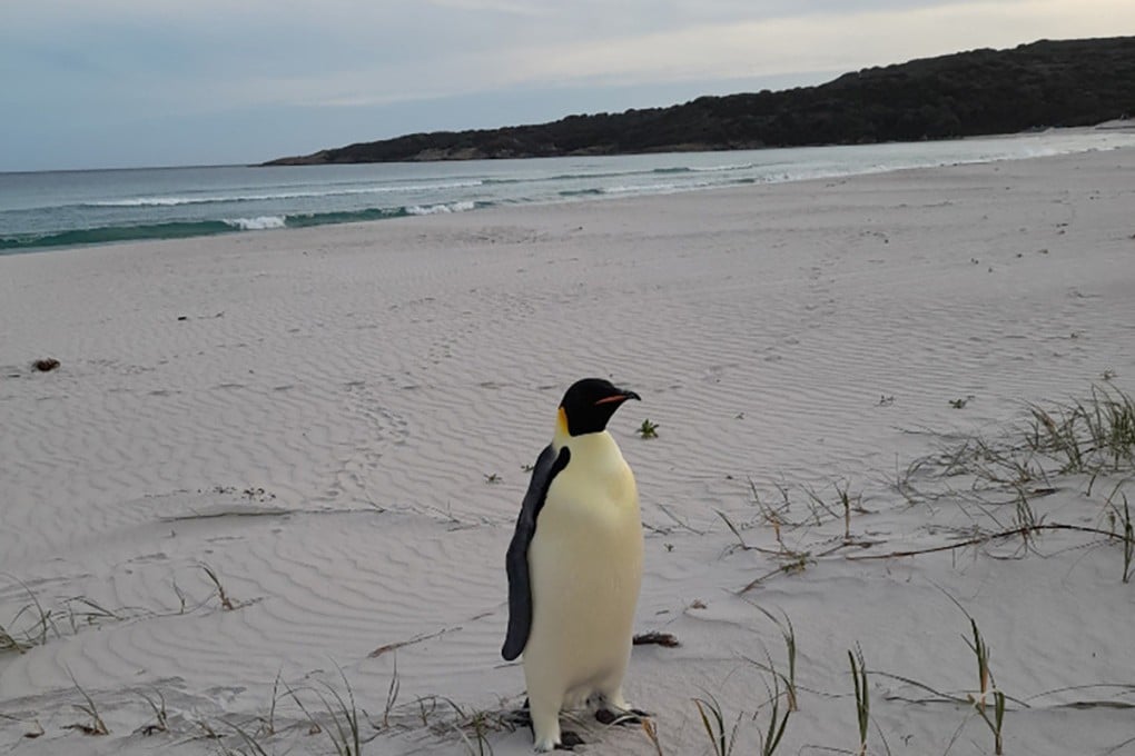 A lost emperor penguin, found on a beach in Western Australia earlier this month, is now being cared for at a rehabilitation centre. Photo: Miles Brotherson and the Department of Biodiversity, Conservation and Attractions / TNS