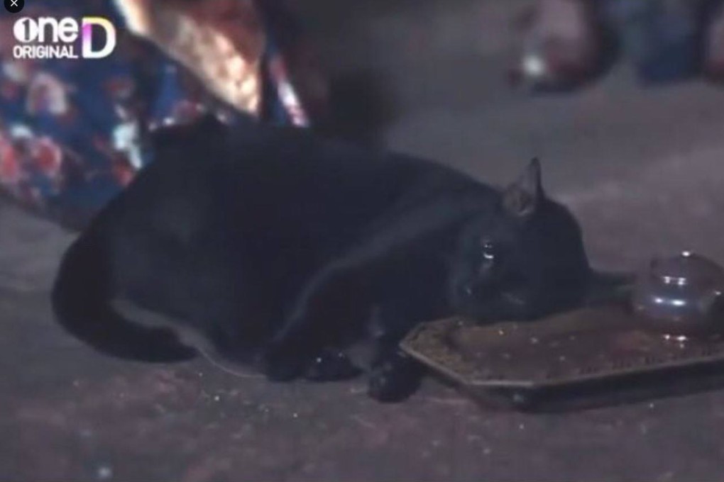 A Thai TV drama has faced animal cruelty accusations over a scene involving a sedated cat. Photo: X/minazcha