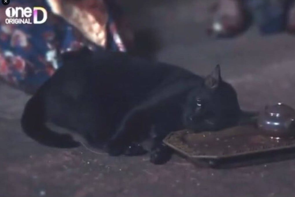 A Thai TV drama has faced animal cruelty accusations over a scene involving a sedated cat. Photo: X/minazcha