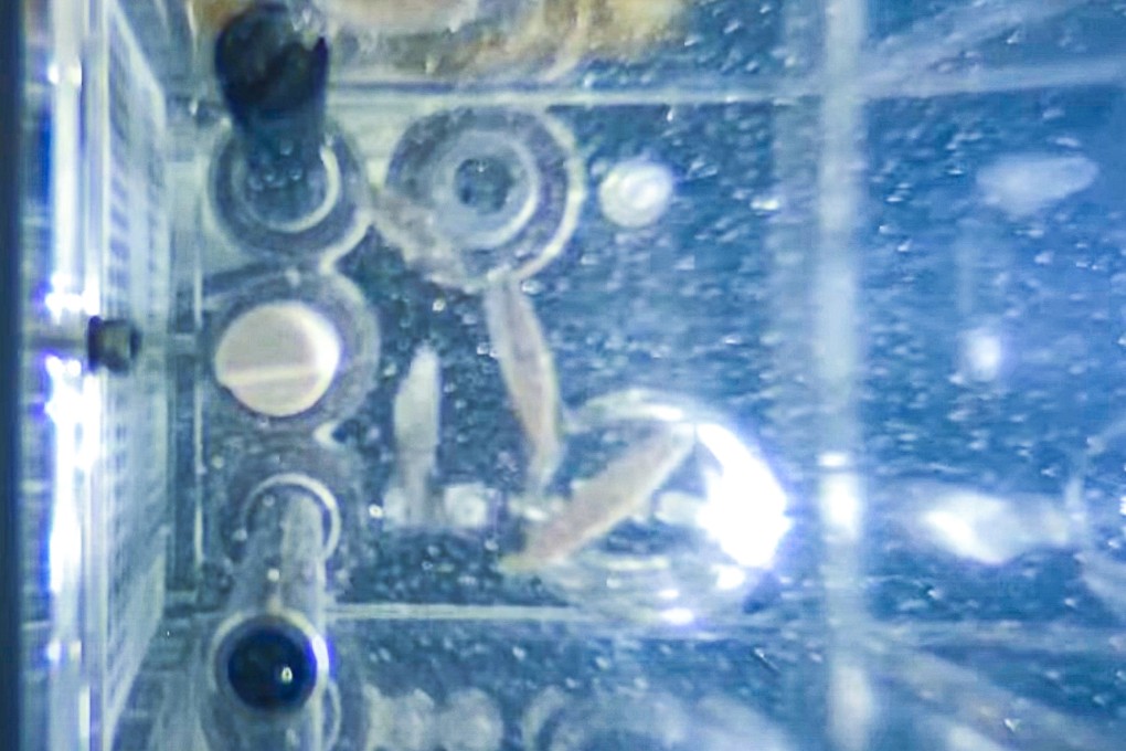 Zebrafish are seen swimming inside a closed aquatic ecosystem in China’s Tiangong space station. The four fish set a longevity record in June. Photo: CCYV