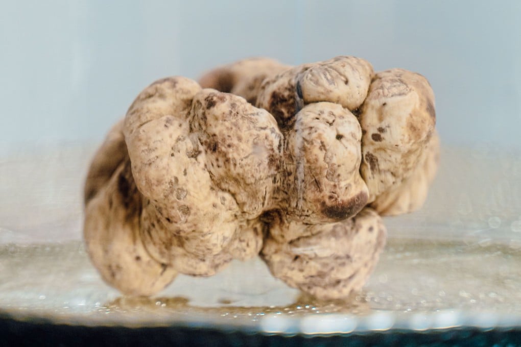 The 908g Alba white truffle that was sold as part of a single-lot package for US$154,000 to a Hong Kong bidder at the 2024 World Alba White Truffle Auction, on November 10. Photo: Castellana