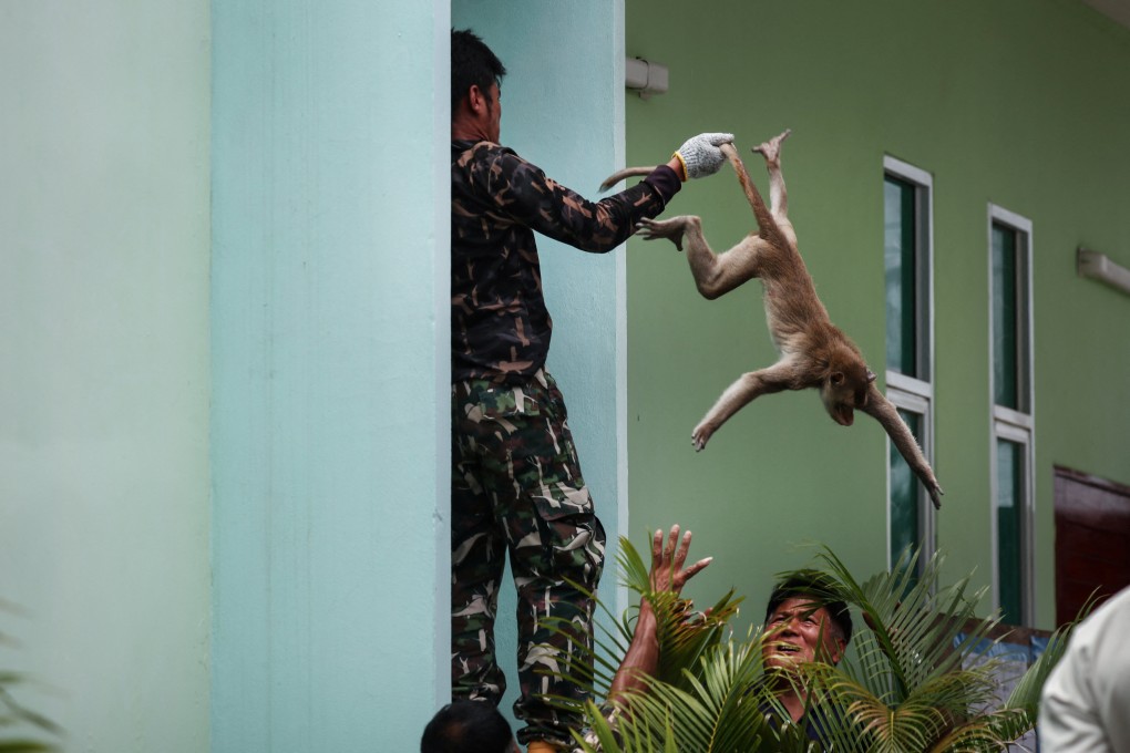An official from the wildlife department catches a tranquillised long-tailed macaque in Lopburi, Thailand, on June 5. Photo: Reuters